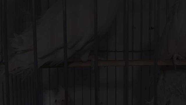 玄凤鹦鹉