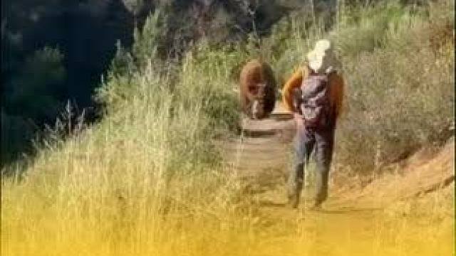 美国一徒步者正面遭遇熊 不退反进摇铃铛遭熊猛扑