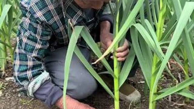 这样抽蒜台方便快捷