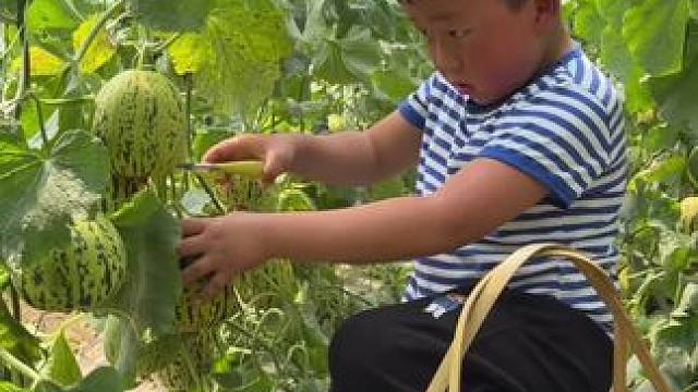 农村孩子放学后的快乐，又到了吃瓜的季节了