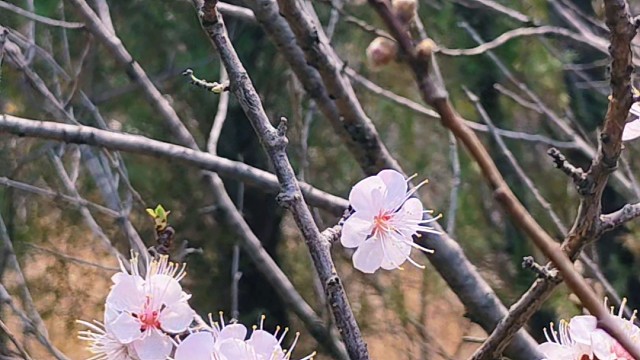 夹古台的桃花