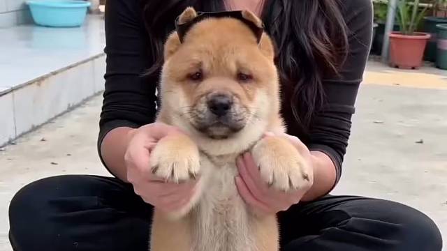 中华田园犬