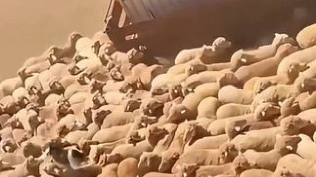 如果没有这只牧羊犬，整个养殖场都得倒闭 如果没有这只牧羊犬，整个养殖场都得倒闭