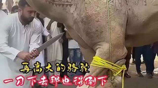 大骆驼大鱼宰杀烹饪，精选五合一