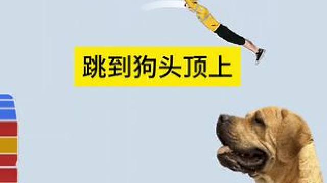 谁能跳到狗的头顶上# #