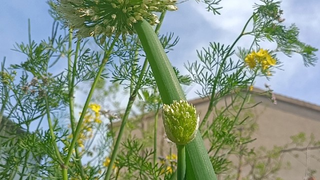 阳光 空气渗入我 疏通我的堵塞
