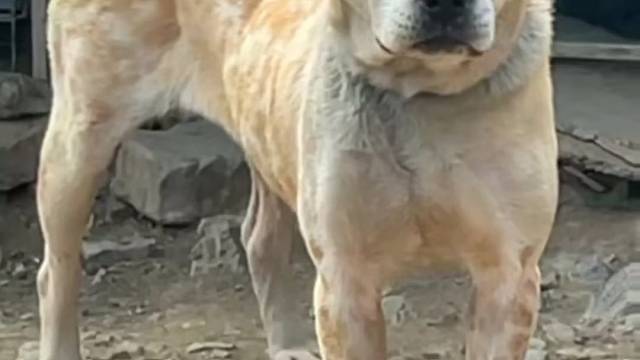 中华田园犬