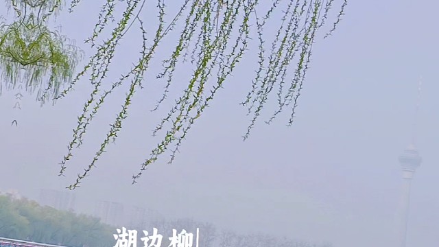 看樱花