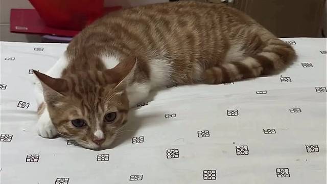心情不好的时候就和猫咪玩一玩