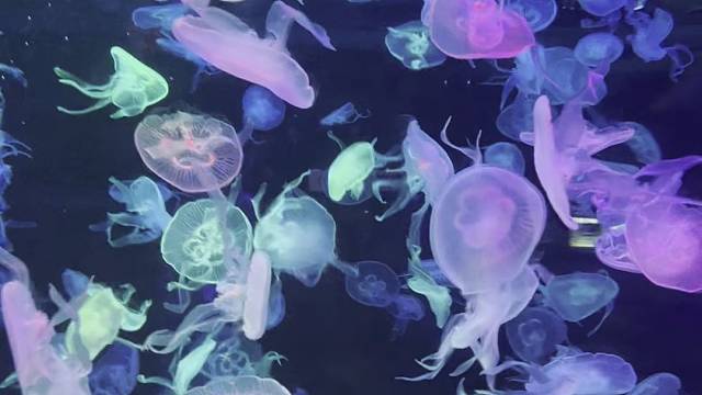 水母