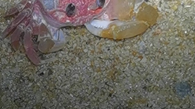中华沙蟹