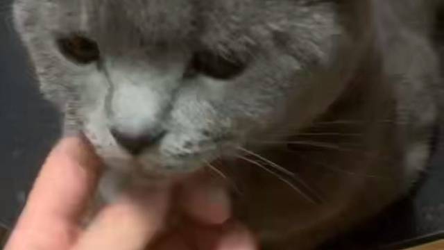 同类不同猫