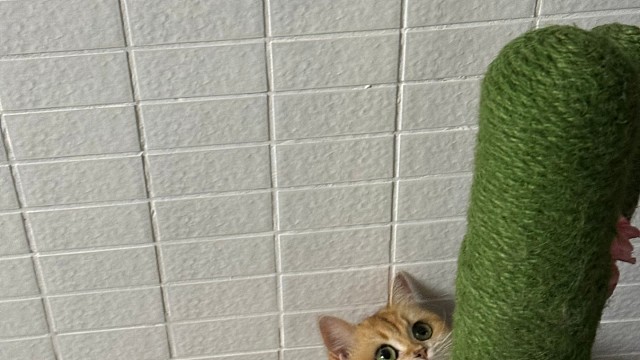 可爱