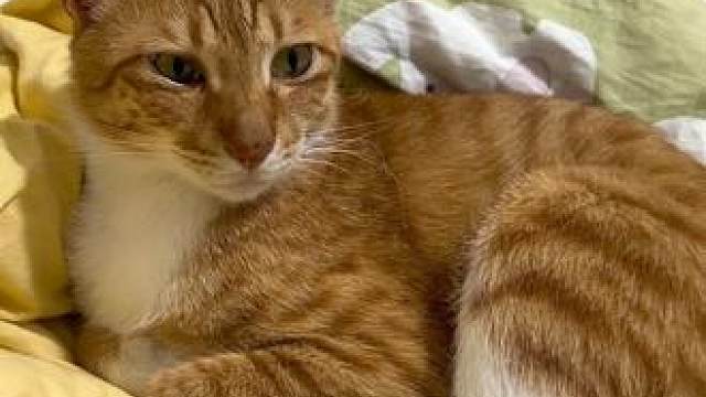 看看你们猫咪中庭怎么样 #