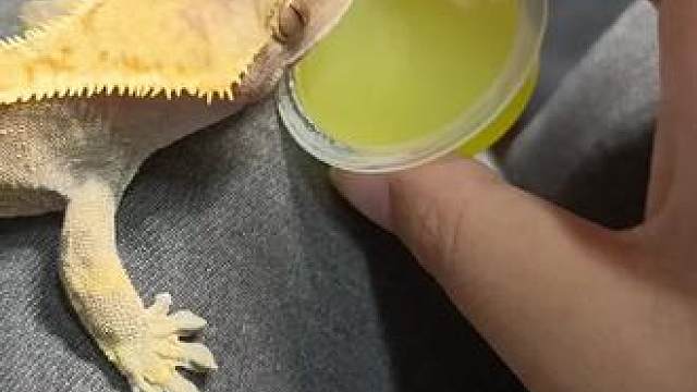 我做梦他给我托梦要吃甲虫果冻果然就它吃两口，我另一只同品种的蜥蜴不吃