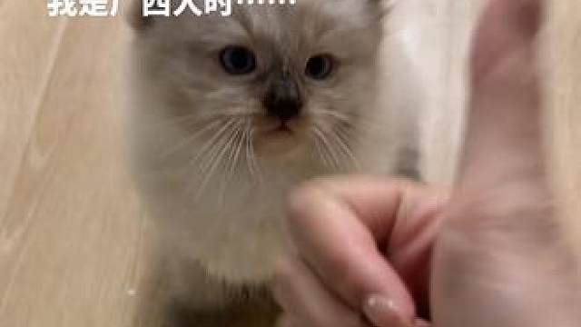 当我拍猫意识到我是广西人时