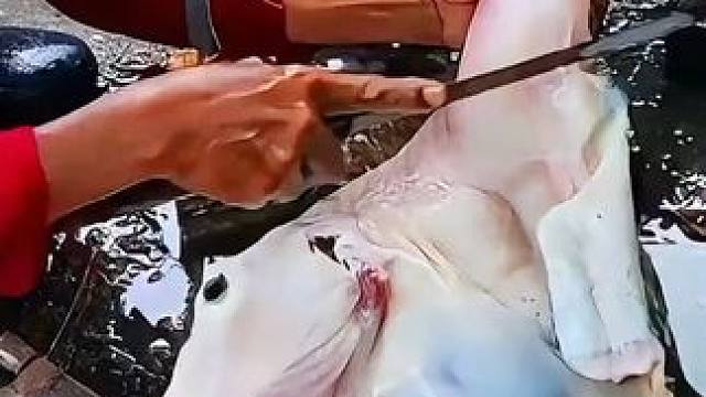 十几斤的大河豚海螺大鱼，五合一精选