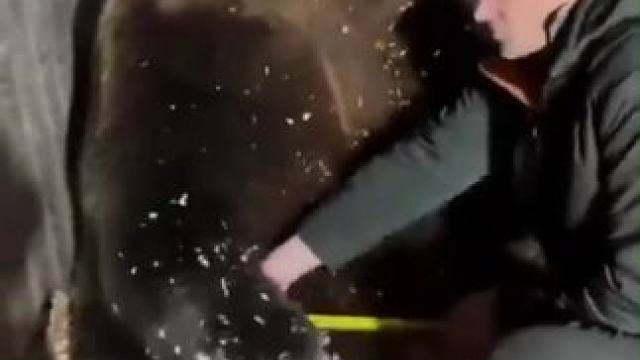 棕熊以为兽医在拥抱它 憨憨地“回赠”了“熊抱”