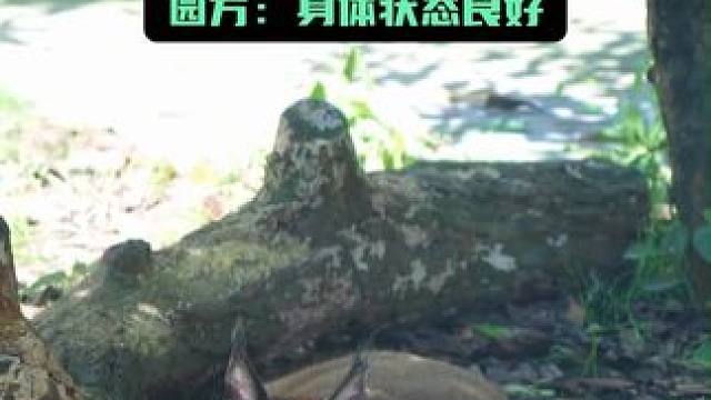 动物园狞猫胖到让人怀疑简介，宣传牌上明明写着“四肢纤细”，园方：身体状态良好
