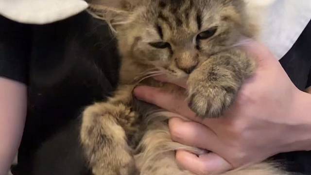 计算机小猫咪