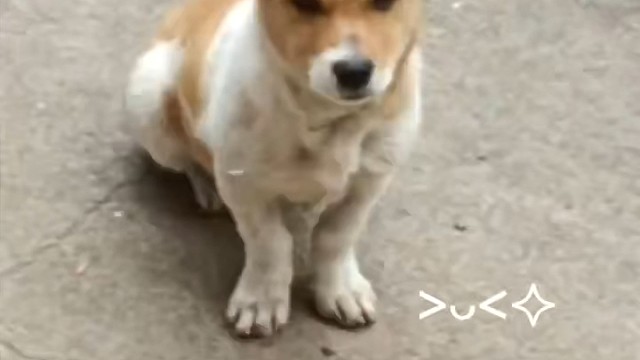 谁懂这只小狗就这么看着我