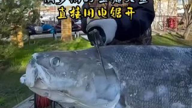 俄罗斯人是有多喜欢生腌鱼？一百多斤的大鱼也整条腌，开鱼上电锯 #
