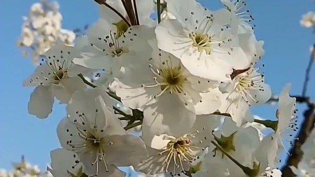 梨花