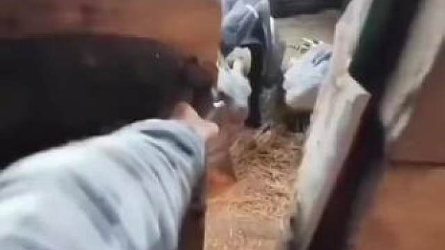来我家，给你们玩恐龙