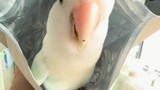 奔跑吧小鸡！