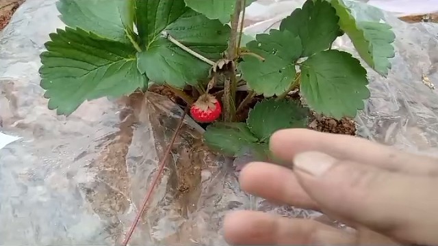 今年的草莓长得不行……