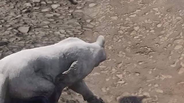 美洲狮没看到蛇兄吗？