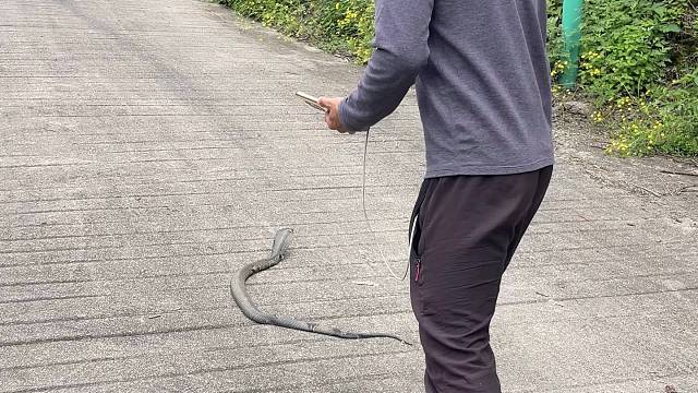 眼睛蛇