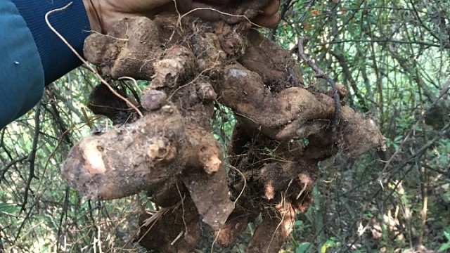 野生黄山药收购价才几块网上卖的好贵没资源苦的还是农民