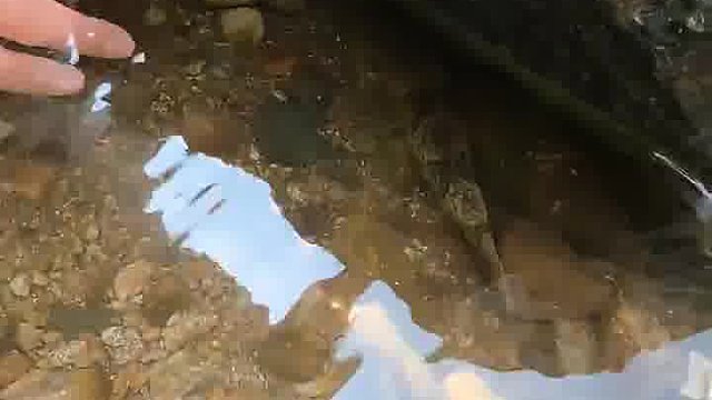 有人知道这个是什么鱼吗？