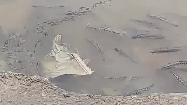 钓鱼佬的基本原则，不是自己钓上来的从来不要