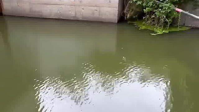 打窝仙人