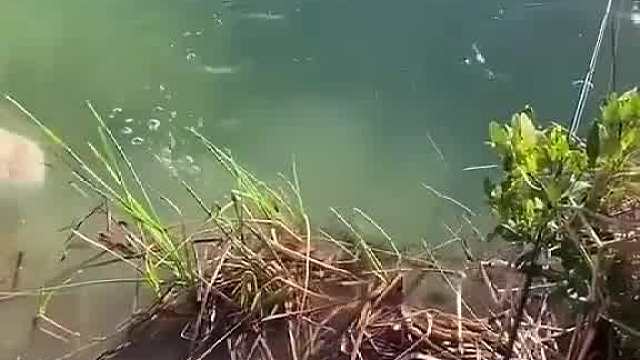 野外钓鱼