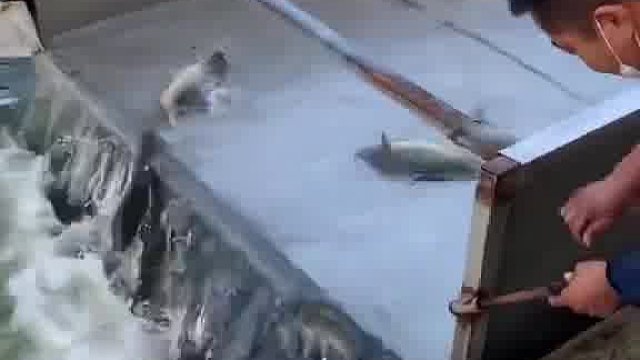 为什么不开口呢