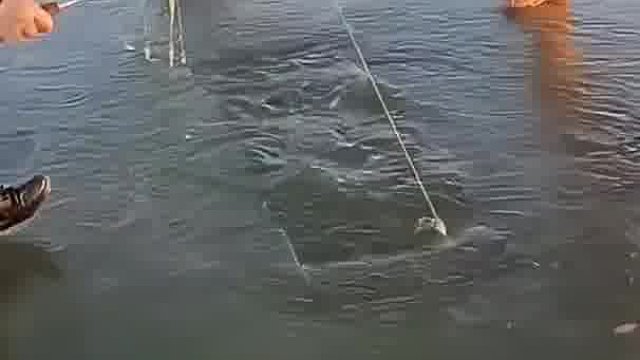 真感动，再慢点鱼就被淹死了