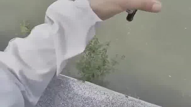 黑鱼换气，没来得及逃跑！