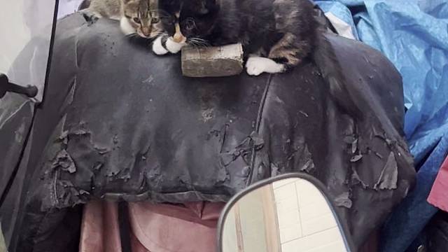 呲呼