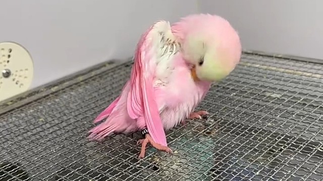 小可爱