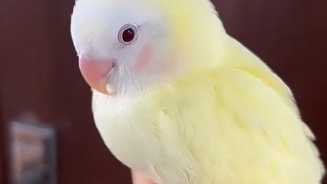 萌化了