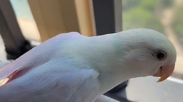小鸟