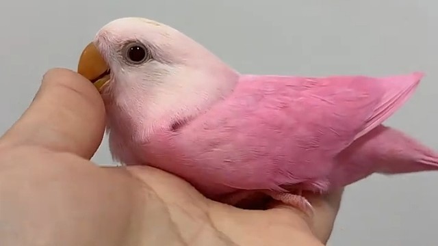 小鸟