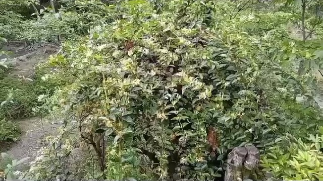 谁知道这是什么花……