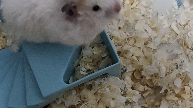 傻老鼠，自己把自己关跑轮下面了，差点把自己憋死