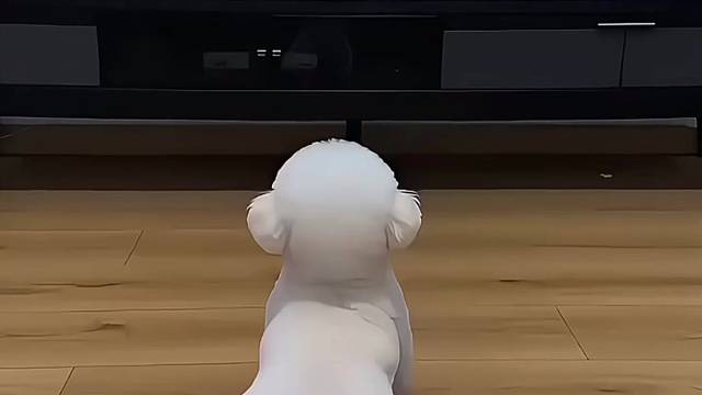 我家的比熊真是不一般
