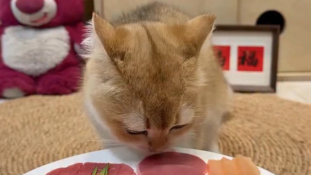 干饭猫