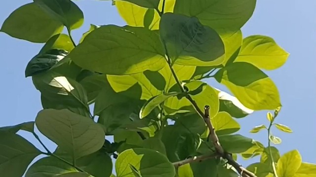 阳光穿过树叶落向地面 看微风吹动着绿叶摆动裙边